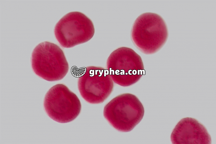 Oursin - embryologie - embryons de type blastula x100  - gryphea.org